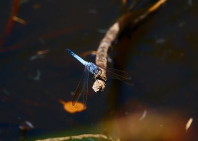 A Blue Dragonfly