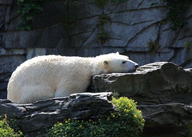 Lazy Icebear