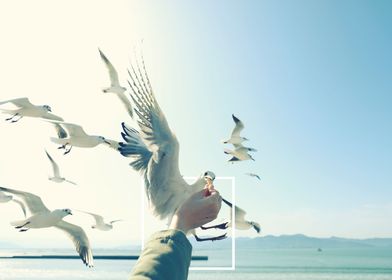 feeding seagull in Japan