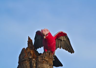 Galah With Its Wings Out