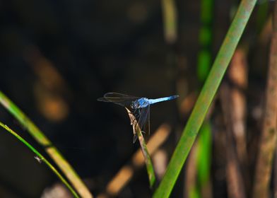 Perched Dragonfly