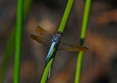 A Three Winged Dragonfly