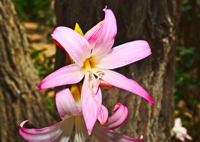 A Closeup Pretty Pink Lily