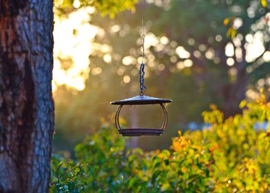 Bird Feeder In Dawn Sun