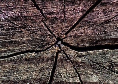 Cracks in old log closeup