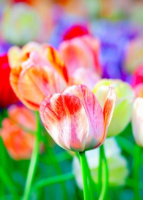 Beautiful Fresh Tulips