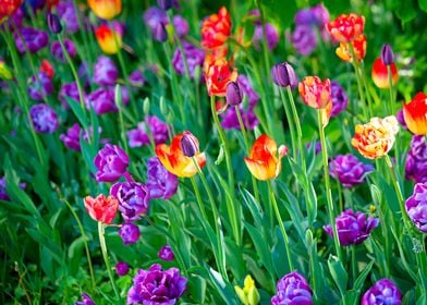 Colorful Tulip Flowers