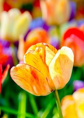 Candy Color Tulip Flowers