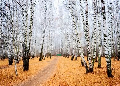 Green Bench In Autumn