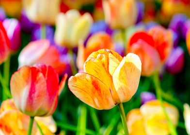 Candy Color Tulip Flowers