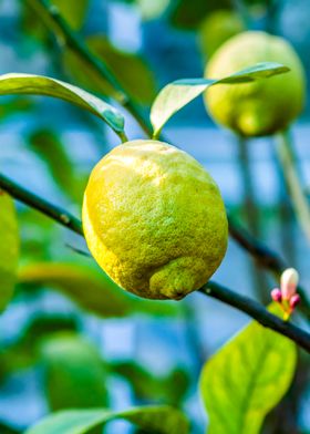 Green Lemons On A Tree