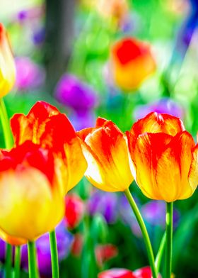 Group Of Yellow Tulips