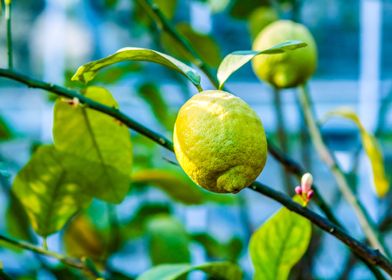 Green Lemons On A Tree