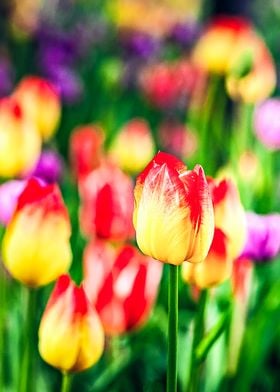 Yellow Red Tulip Flower