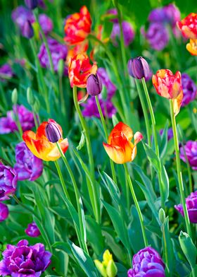 Colorful Tulip Flowers