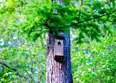 Birdhouse On A Larch Tree