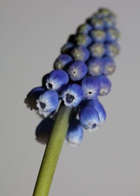 Muscari neglectum closeup