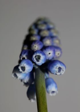 Muscari neglectum closeup