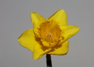 Narcissus pseudonarcissus