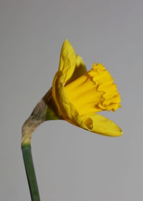 Narcissus pseudonarcissus