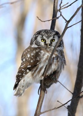 Boreal owl breakfast