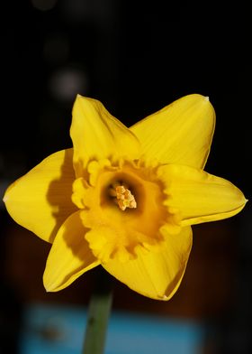 Narcissus pseudonarcissus