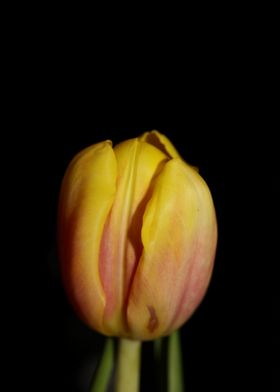 Tulipa flower macro prints
