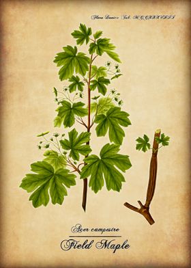 Field Maple 