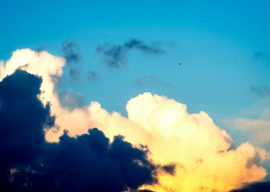 Swallow Bird And Clouds