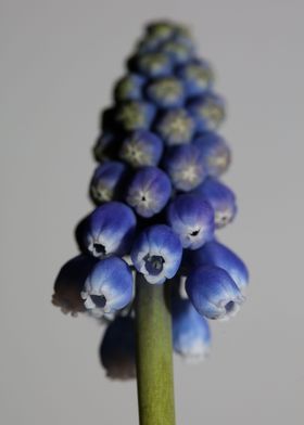 Muscari neglectum closeup
