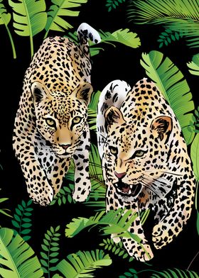 Leopards