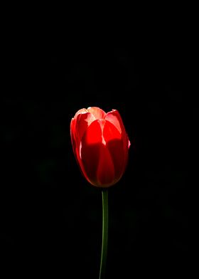 Red Tulip Black Background