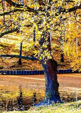 Oak Tree In Golden Autumn