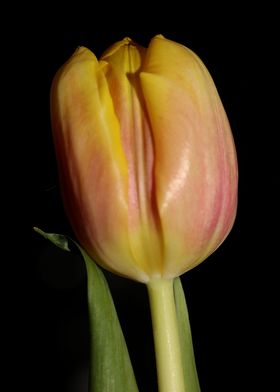 Tulipa flower macro prints