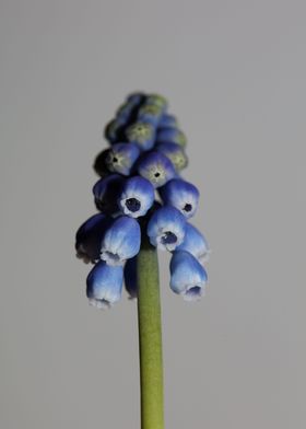 Muscari neglectum closeup