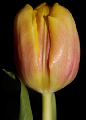Tulipa flower macro prints