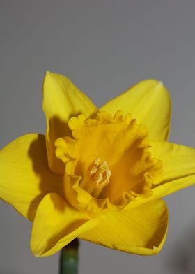 Narcissus pseudonarcissus