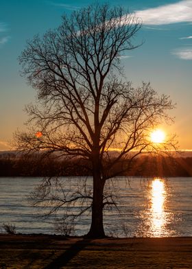 Sun growing from a branch