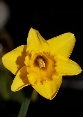 Narcissus pseudonarcissus