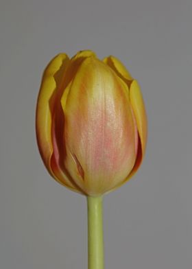 Tulipa flower liliaceae