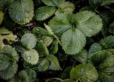 strawberry leaves