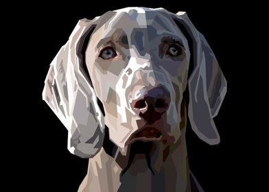 weimaraner dog