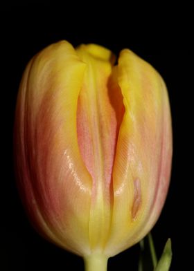 Tulipa flower liliaceae