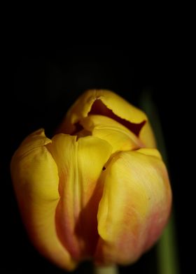 Tulipa flower liliaceae
