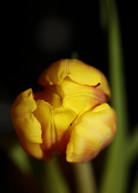 Tulipa flower liliaceae
