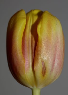 Tulipa flower liliaceae