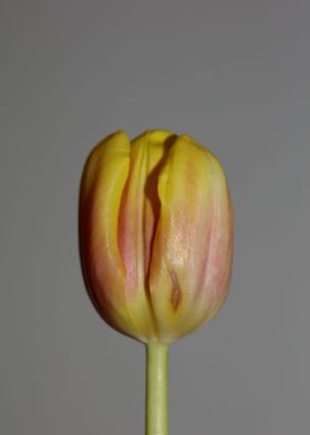 Tulipa flower liliaceae