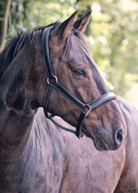 Charcoal Horse Portrait