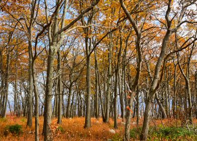 New York Autumn Forest 