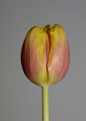 Tulipa flower liliaceae